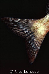 Fishs - Oblada melanura (detail) by Vito Lorusso 